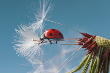 Beautiful small flying red ladybug with white dandelion fluffy. Macro shot. Selective focus with copy space. Blue color background © TATIANA