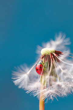 Beautiful small flying red ladybug with white dandelion fluffy. Macro shot. Selective focus with copy space. Blue color background