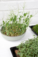 Home gardening. Greenery microgreens, flax seeds, peas on a linen rug on a wooden table
