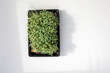 Home gardening. Greenery microgreens, flax seeds on a linen rug on a wooden table