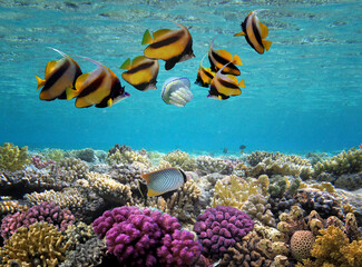 Fototapeta na wymiar Beautiful tropical coral reef with shoal or red coral fish,