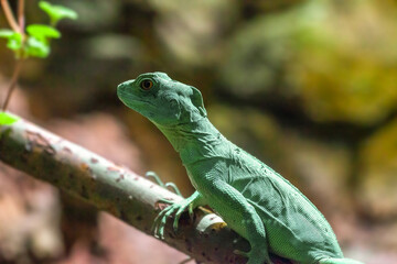 Green Plumed basilisk sitting on trees branch. Basiliscus plumifrons or double crested basilisk sits in forest