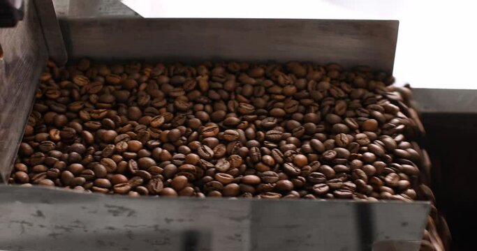 Coffee beans moving on a conveyor belt and falling into the metal hopper. Preparation of roasting coffee beans using modern equipment. Arabica and robusta coffee production concept.