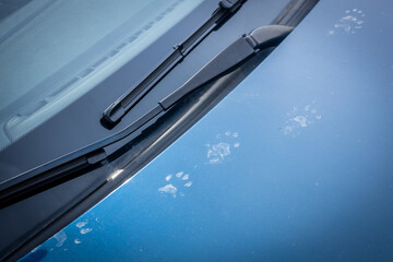 The trace of animal paws on the hood of the car