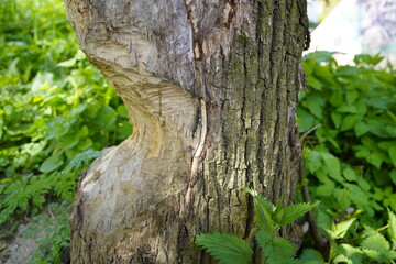 Obraz premium Gnawing marks of a beaver (Castor) on a willow tree trunk on the banks of the Leine River in Hanover - Lower Saxony, Germany.