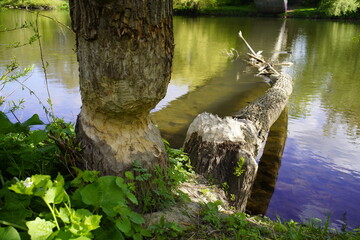 Fallen tree (willow tree) caused by a beaver (Castor) on the river bank of the Leine River in Hanover - Lower Saxony, Germany.