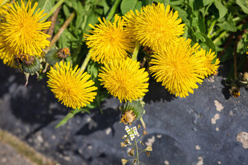 Blooming dandelion grow in the garden. Spring gardening, outdoor concept background, floral style