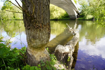 Fallen tree (willow tree) caused by a beaver (Castor) on the river bank of the Leine River in...