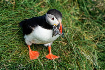 Atlantic Puffin - Iceland