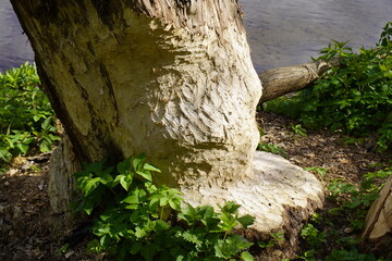 Gnawing marks of a beaver (Castor) on a willow tree trunk on the banks of the Leine River in Hanover - Lower Saxony, Germany.