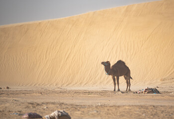 A lone camel during a sandstorm in the Sahara desert. Camel isolated on the background of sand dunes.