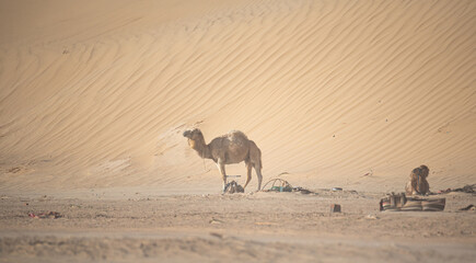 A lone camel during a sandstorm in the Sahara desert. Camel isolated on the background of sand dunes.