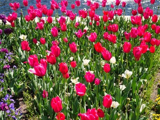 Magenta, Red, and White Tulips