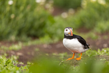 Atlantic puffins, a species of seabird in the auk family.