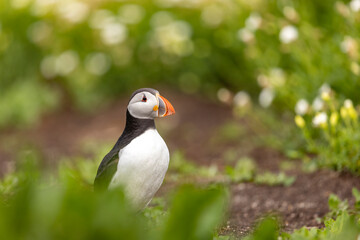 Atlantic puffins, a species of seabird in the auk family.