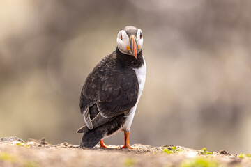 Atlantic puffins, a species of seabird in the auk family.