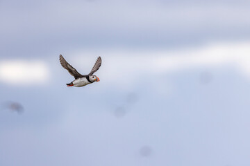 Atlantic puffins, a species of seabird in the auk family.