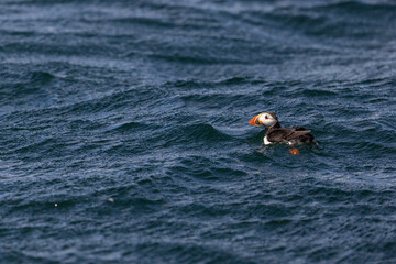 Atlantic puffins, a species of seabird in the auk family.