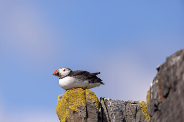 Atlantic puffins, a species of seabird in the auk family.