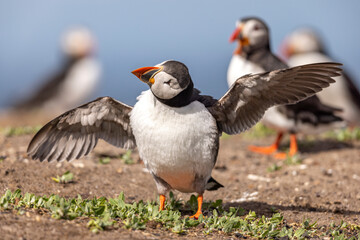 Atlantic puffins, a species of seabird in the auk family.
