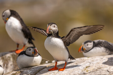 Atlantic puffins, a species of seabird in the auk family.