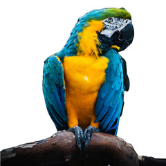 Blue and gold macaw a blue and yellow American  parrot sitting on a branch transparent PNG background