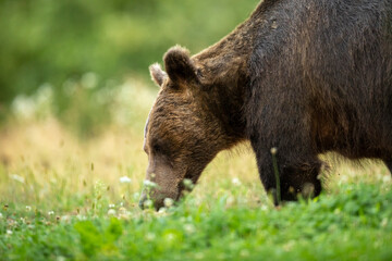 Brown bear in Harghita, Romania.