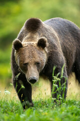 Obraz na płótnie Canvas Brown bear in Harghita, Romania.