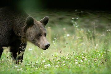 Brown bear in Harghita, Romania.