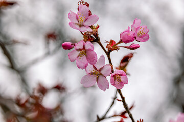 Obraz premium cherry blossom