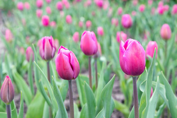 Blurred image of blooming purple tulips in the park in spring.
