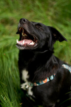 pies carny mix border collie