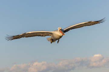 Dalmatian pelicans seen during winter in Kerkini Lake, Greece.