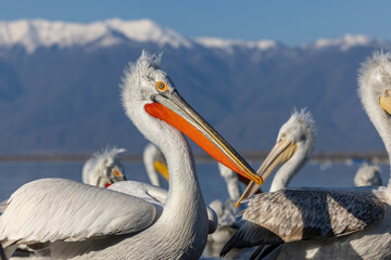 Dalmatian pelicans seen during winter in Kerkini Lake, Greece.