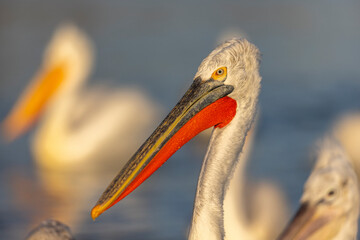 Dalmatian pelicans seen during winter in Kerkini Lake, Greece.