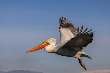 Dalmatian pelicans seen during winter in Kerkini Lake, Greece.