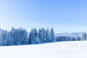 Verschneite Winterlandschaft mit schneebedeckten Tannenbäumen bei Sonnenlicht und blauem Himmel