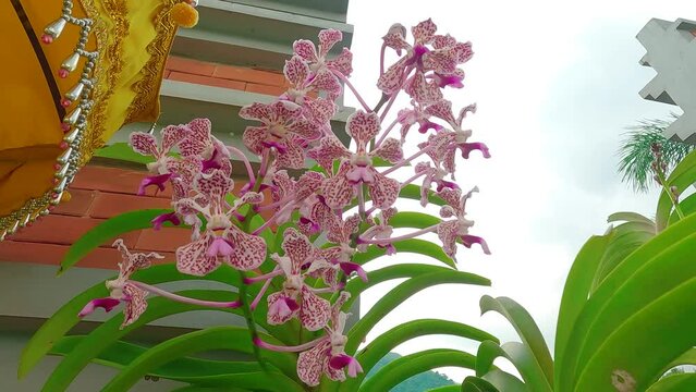 vanda tricolor orchid var. suavis is an orchid native to Indonesia, Southeast Asia