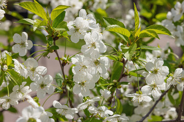 Blooming cherry tree in the garden. Spring seasonal of growing plants. Gardening concept