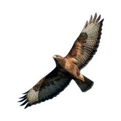 Tuinposter Red tailed hawk eagle a large bird of prey flying through transparent PNG background © Mubeen