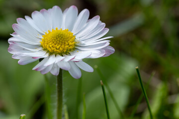 Obraz premium Margerite