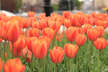 Obraz premium Bright orange tulips close-up. Tulips in the city, spring flowers. City alley of blooming tulips. Park of bright beautiful flowers. World Tulip Day