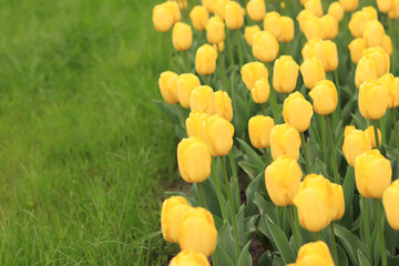Yellow beautiful tulips and green grass. Natural background. Spring flowers with selective focus