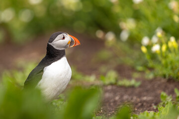 Atlantic puffins, a species of seabird in the auk family.