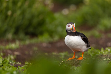 Atlantic puffins, a species of seabird in the auk family.