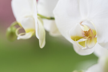 splendide orchidee di colore bianco, un bellissimo fiore di orchidea di colore giallo al centro e...