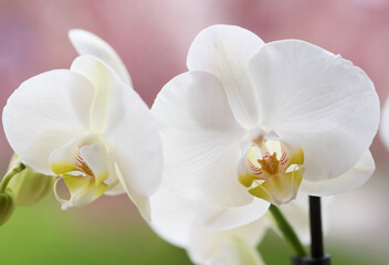 Fototapeta na wymiar splendide orchidee di colore bianco, un bellissimo fiore di orchidea di colore giallo al centro e bianco candido
