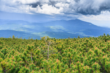 Fototapeta na wymiar Mount Babia Góra seen through thickets of mountain pine (Pinus mugo) from the Pilsko peak in the Żywiec Beskids on a cloudy summer day.