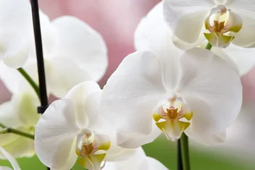 Foto op Plexiglas splendide orchidee di colore bianco, un bellissimo fiore di orchidea di colore giallo al centro e bianco candido © giovanni