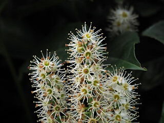 Closeup of cherry laurel flowers (Prunus laurocerasus, English Laurel, common laurel)